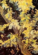Винсент Виллем Ван Гог Ветви цветущей акации Овер 1890г, ван-гог.рф